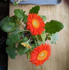 Meet your Posher, Tricia